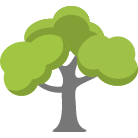 Lake Havasu City Tree Removal