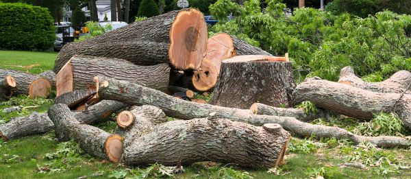 Large Tree Removal in Lake Havasu City