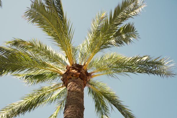 Palm Tree Removal in Lake Havasu City