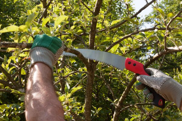 Small Tree Removal in Lake Havasu City