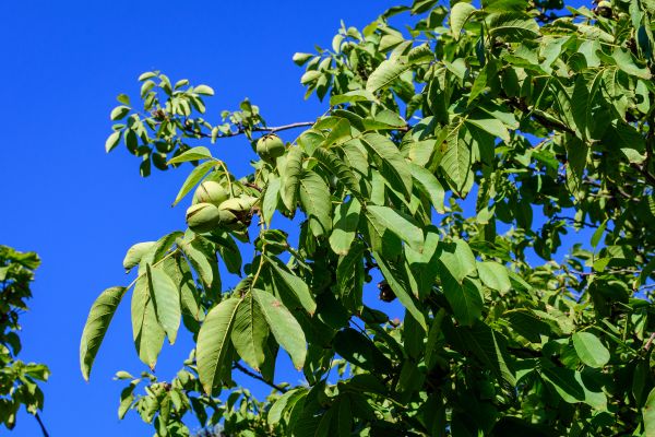 Walnut Tree Removal in Lake Havasu City