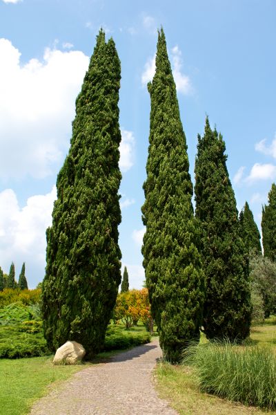 Cypress Tree Removal in Lake Havasu City