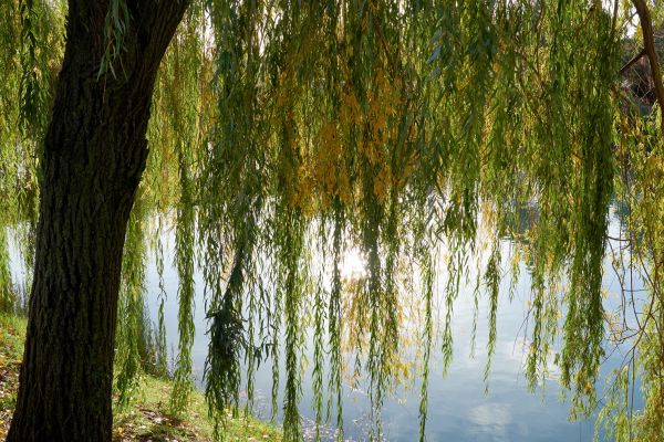 Willow Tree Removal in Lake Havasu City