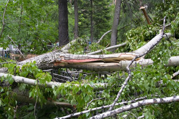 Birch Tree Removal in Lake Havasu City