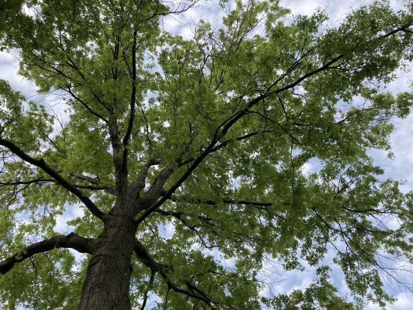 Oak Tree Removal in Lake Havasu City