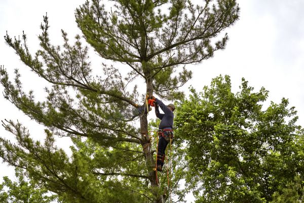 Pine Tree Removal in Lake Havasu City