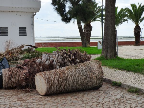 Palm Trees Removal in Lake Havasu City