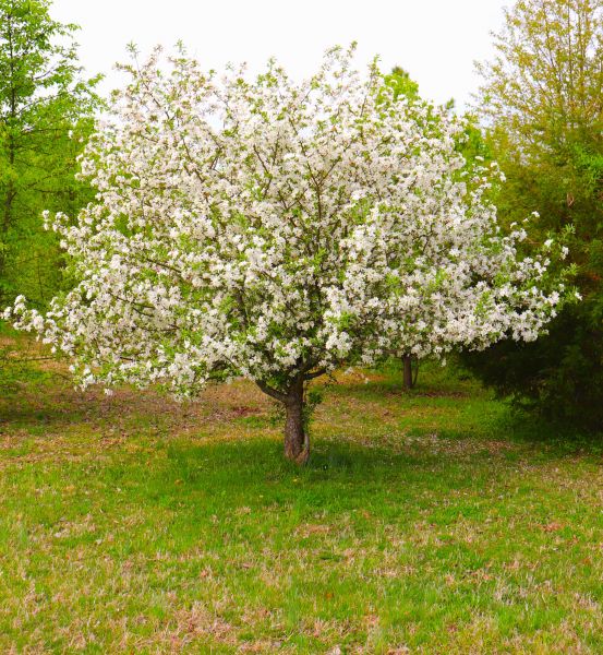 Dogwood Tree Removal in Lake Havasu City