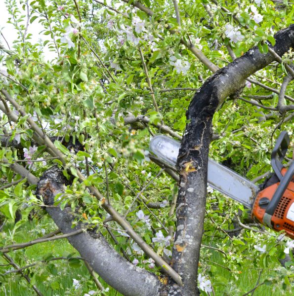 Apple Tree Removal in Lake Havasu City