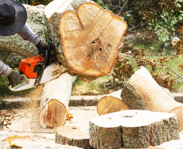 Tree Removal Service in Lake Havasu City