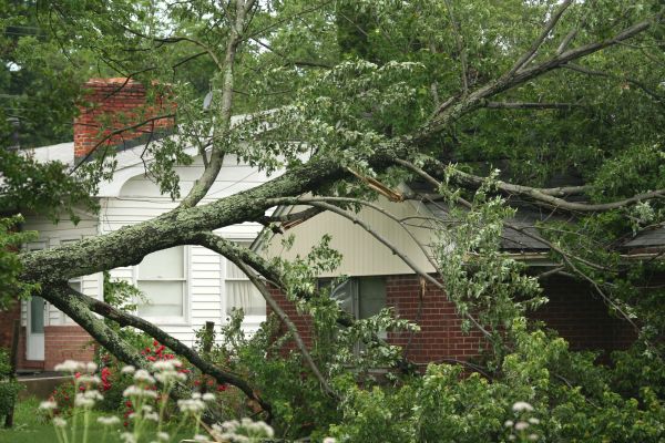 Emergency Tree Removal in Lake Havasu City