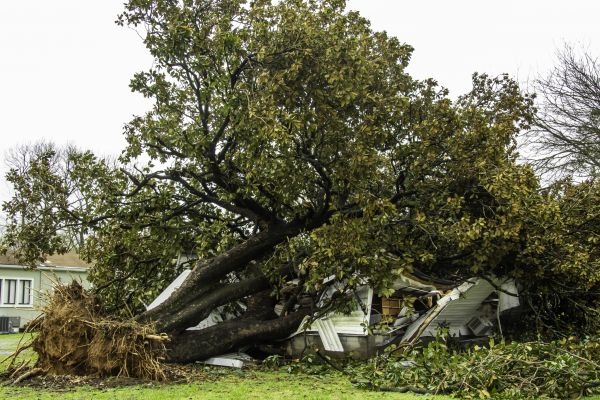 Fallen Tree Removal in Lake Havasu City