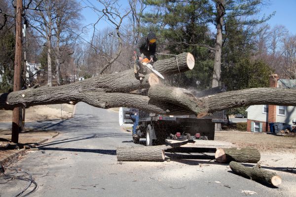Residential Tree Removal in Lake Havasu City