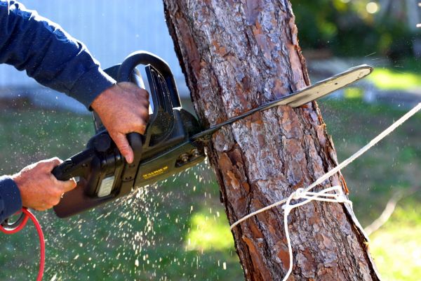 Dead Tree Removal in Lake Havasu City